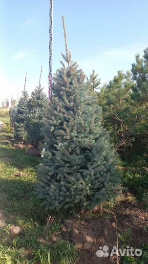 Ель глаука глобоза фармированная