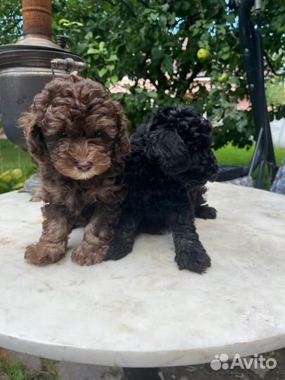 Той-пудель мальчишки