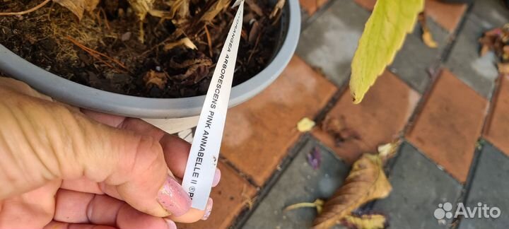 Гортензия Свит Анабель, Пинк Анабель 2