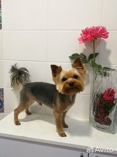 Стрижка кошек и собак