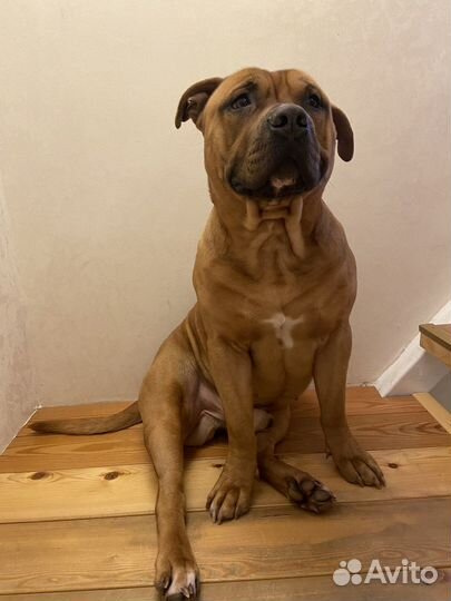 Вязка питбуль