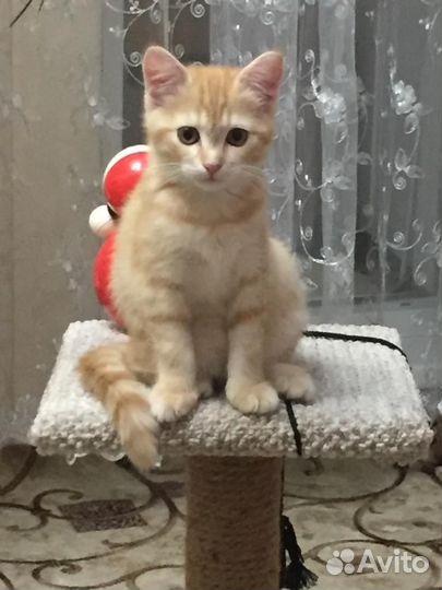 Котята