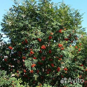 Саженцы Рябина Невеженская