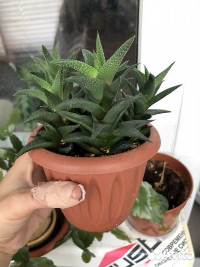 Хавортия, суккуленты