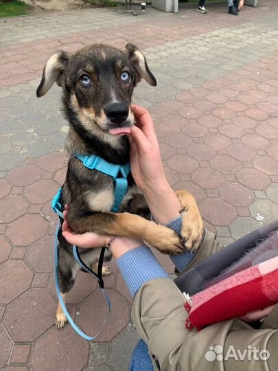 Щенок с космическими глазами в добрые руки