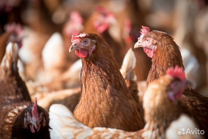 Куры молодки несушки