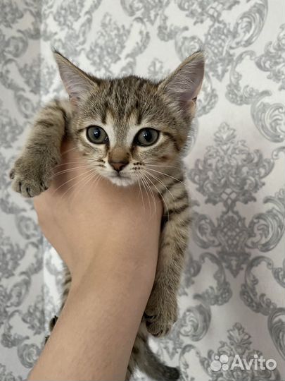 Отдам котенка в добрые руки