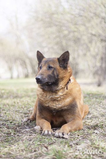 Малинуа в добрые руки