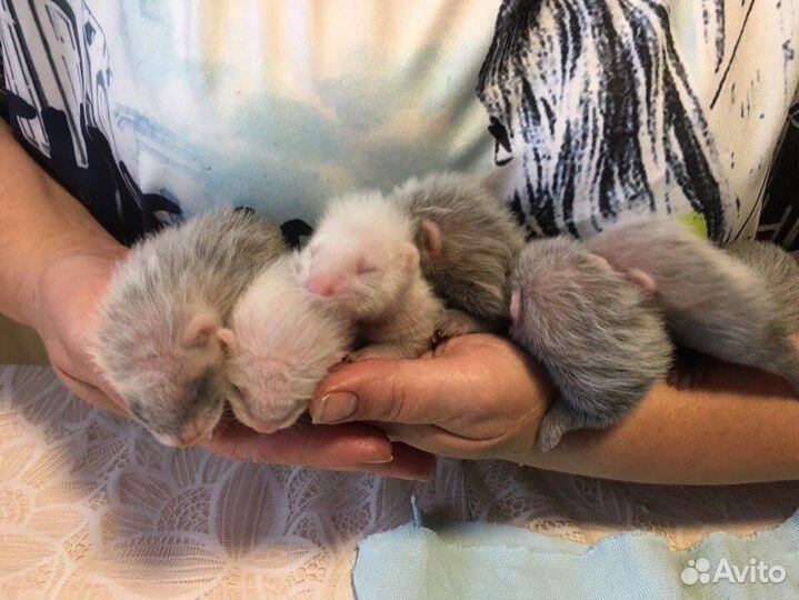 Щенки Хорька