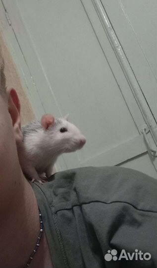 Декоративная крыса