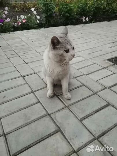 Кот марсик И кот василий