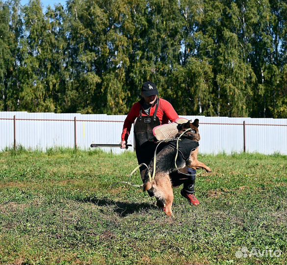 Дрессировка собак