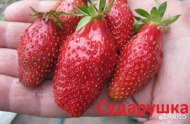 Клубника сударушка описание сорта фото