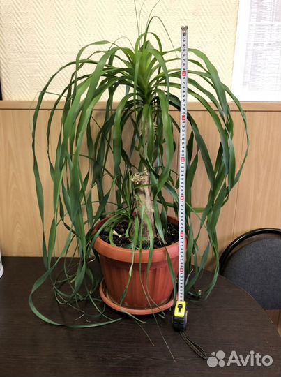 Бокарнея Нолина