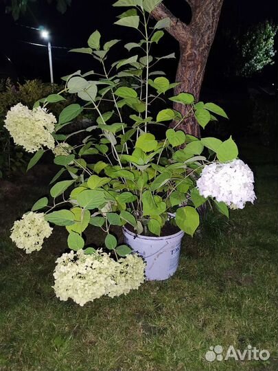 Анабель гортензия древовидная