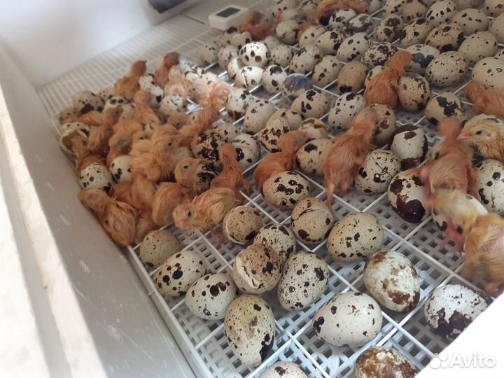Яйца перепелиные инкубационное