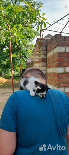 Котята в дар