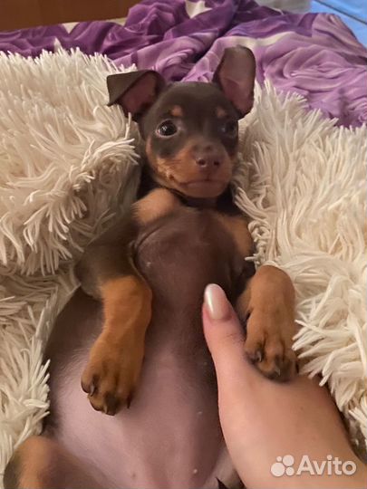 Той-терьер девочка