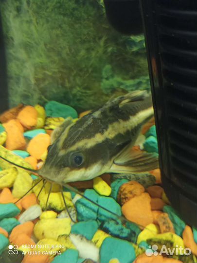 Аквариумные сомы