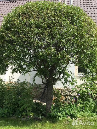 Ива матсудана молодые растения