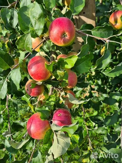 Яблоки и груши