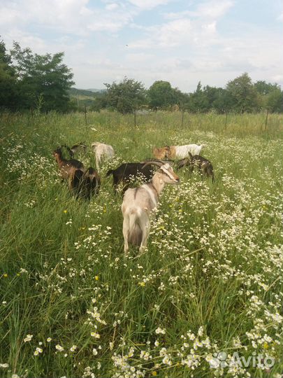 Козий сыр, творог, молоко, жир