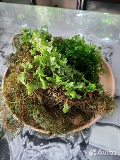 Растения, прополка