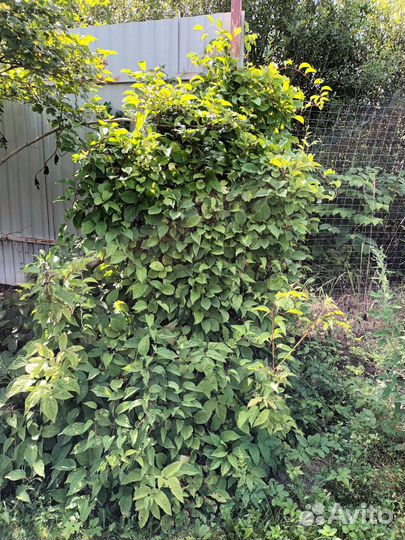 Лимонник для сада