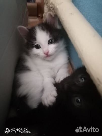 Котята в добрые руки даром