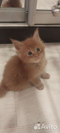 Котята мейн-кун