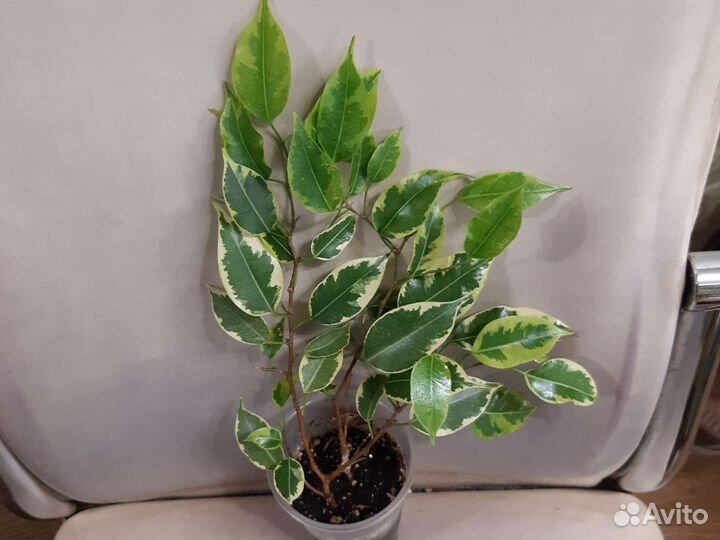 Сортовые фикусы