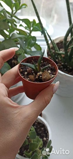 Комнатные растения