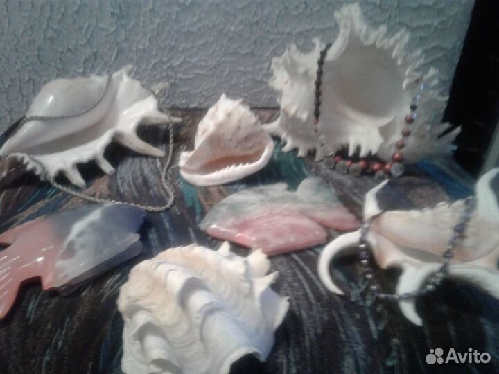 Ракушки натуральные