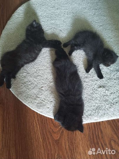 Британские котята