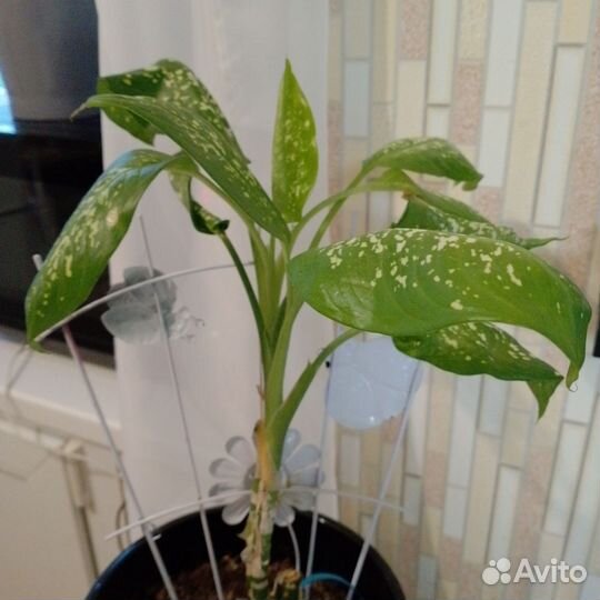 Диффенбахия