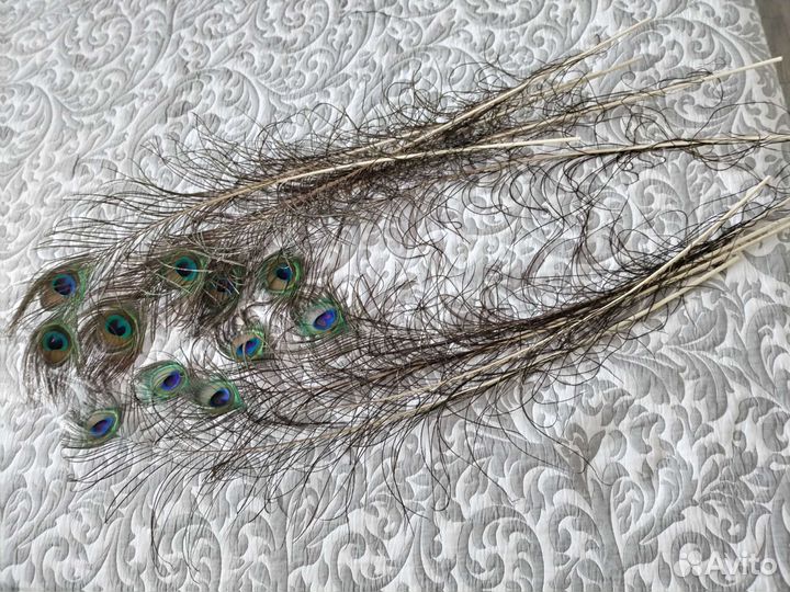 Перо Павлина