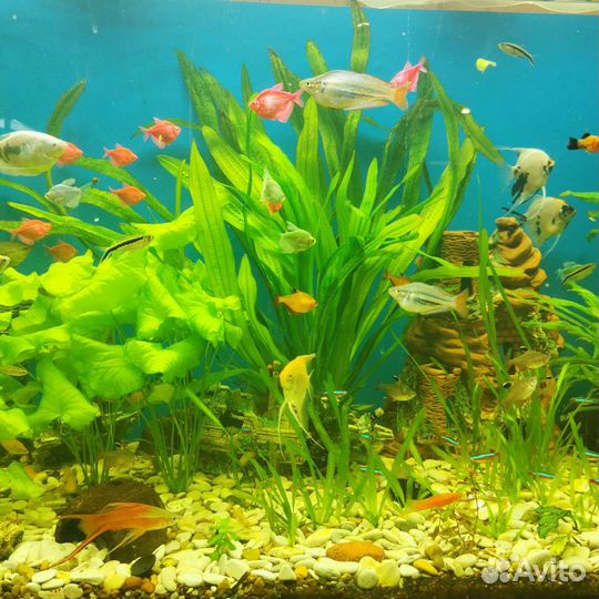 Аквариум