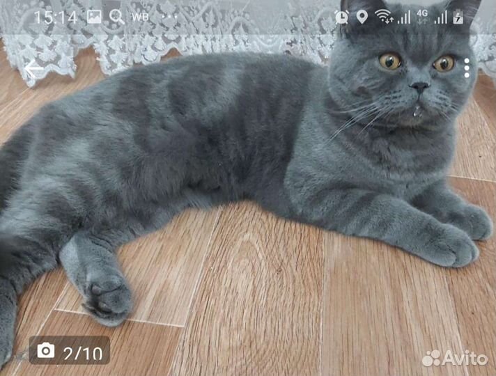 Британец мраморный прямоухий кот вязка