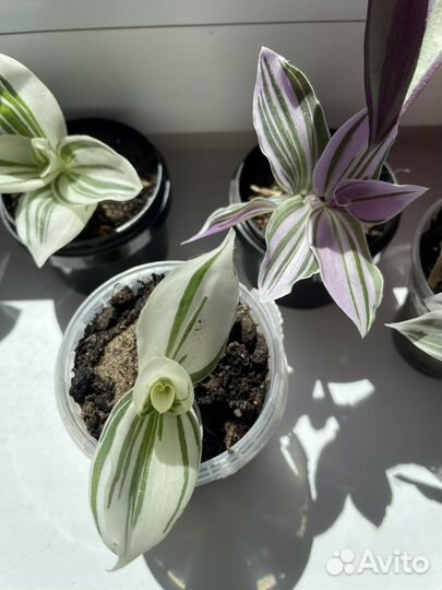 Традесканция 3 вида