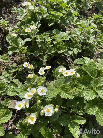 Земклубника садовая