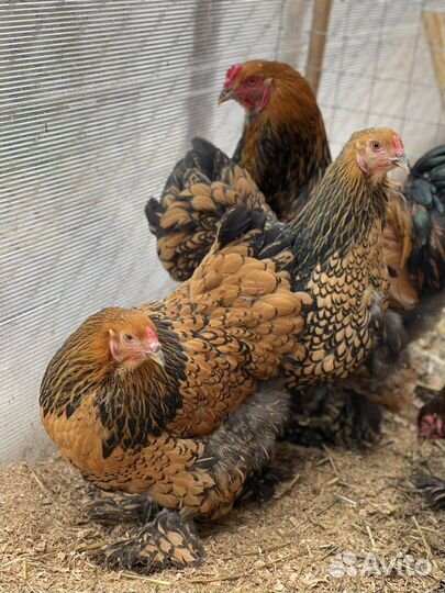 Семья породных кур