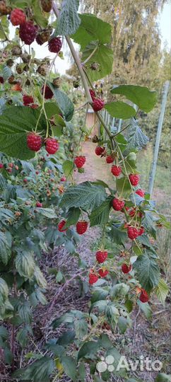 Саженцы малины Энросадира, Мапема, Соколица