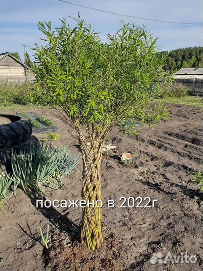 Плетеное дерево из прутьев ивы