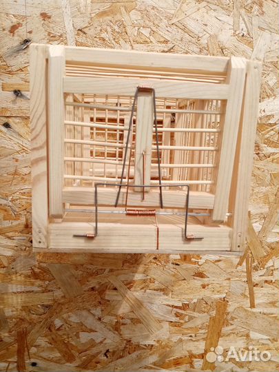 Молодые щеглы.зеленушки