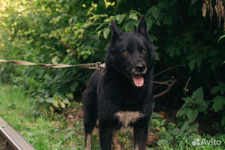 Пес-компаньон Гром в добрые руки