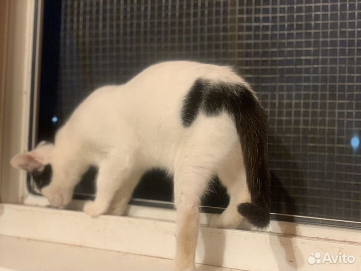 Котёнок девочка 3 мес