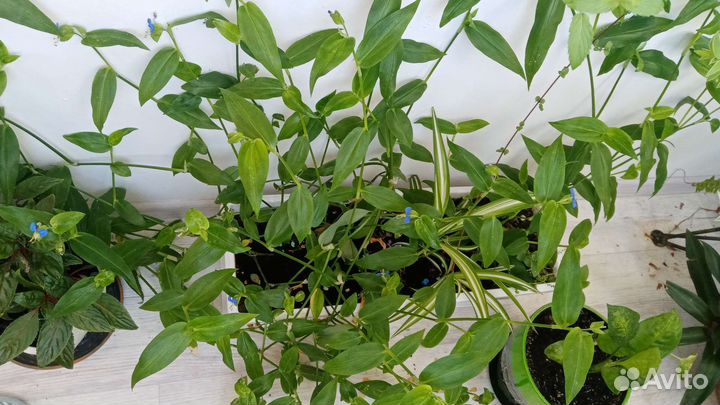 Традесканция