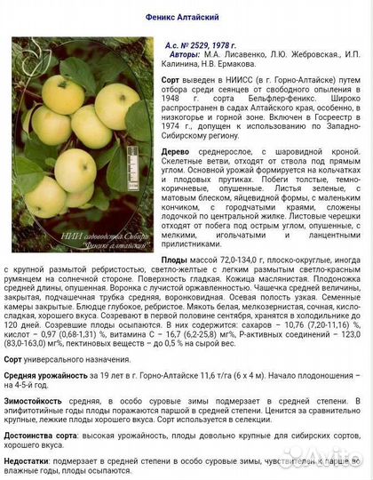 Саженцы яблони алтайской селекции