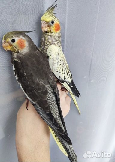 Корелла птенцы ручные