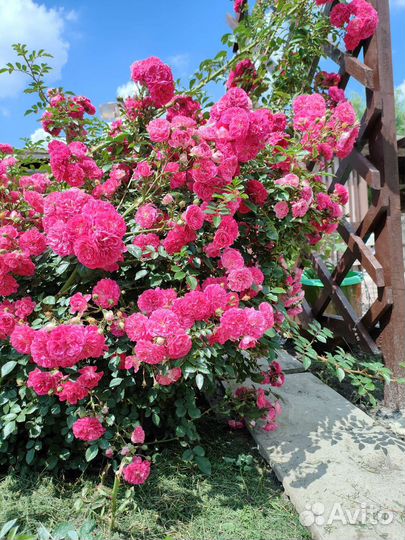 Роза плетистая